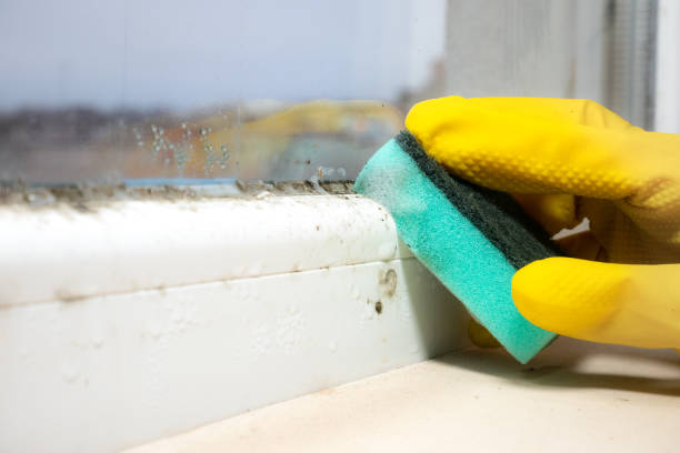 Best Kitchen Mold Remediation in Denison, IA